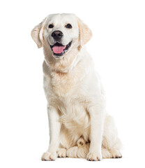 Sitting Gloden retriever Panting, Isolated on white