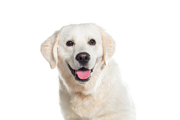 Head shot of a panting Gloden retriever looking away up, Isolated on white