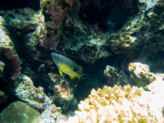 Very beautiful inhabitants of the coral reef of the Red Sea