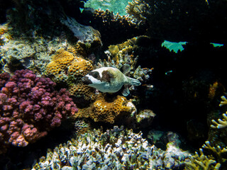 Very beautiful inhabitants of the coral reef of the Red Sea