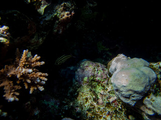 Very beautiful inhabitants of the coral reef of the Red Sea