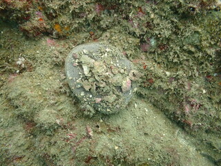 貝殻などを乗せて、周囲に擬態するタコノマクラ