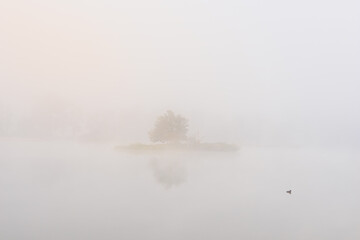 Small island with tree on pond with little bird in misty fog. Minimalism, calm Czech landscape background