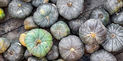 pumpkin fresh harvest different types and varieties of pumpkin food snack outdoor copy space food background rustic