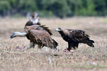 aguilas imperiales en la sierra abuelnse. Avila. España