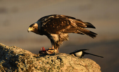 aguilas imperiales en la sierra abuelnse. Avila. España
