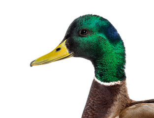 Fototapeta premium Head shot of Mallard Duck, Anas platyrhynchos, isolated on white