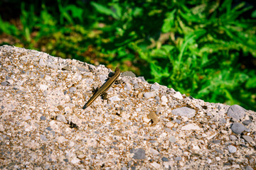 dragonfly on the rock