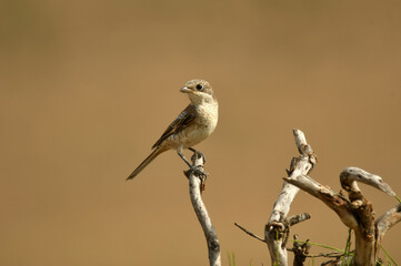fauna abulense, alcaudones, aguila imperial y rapaces de cetreria