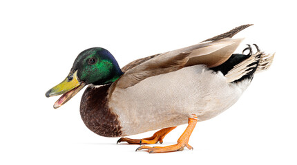 Side view of a Mallard Duck on the defensive with beak wide open to impress its attacker, Anas...
