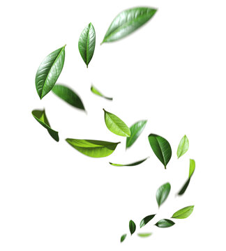 Greenery leaves flying swirl movement cutout transparent backgrounds 3d rendering png