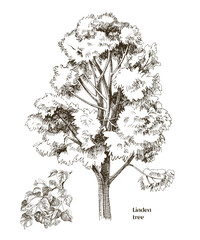 Linden tree and branch vector