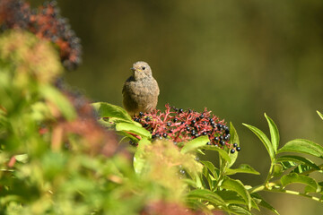 Colirojosobre sauco en otoño