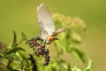 Colirojosobre sauco en otoño
