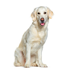 Sitting and Panting Golden Retriever looking at the camera, isolated on white