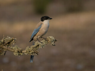 Azure-winged magpie, Cyanopica cyanus