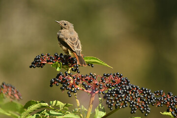 Colirojosobre sauco en otoño
