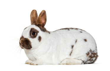 White and brown spotted Rabbit isolated on white