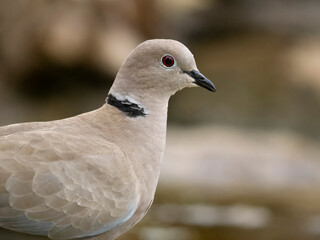 Collared dove, Streptopelia decaocto