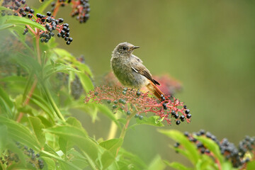 Colirojosobre sauco en otoño