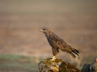 Common buzzard, Buteo buteo