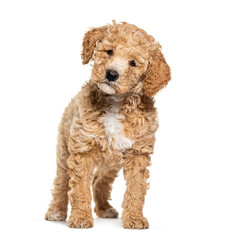 Labradoodle dog, crossbreed Poodle with labrador, looking at the camera, isolated on white