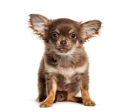 Sitting chihuahua with big ears, isolated on white