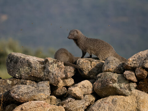 Egyptain mongoose, Herpestes ichneumon