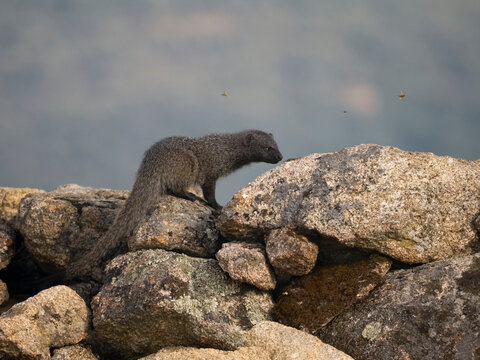 Egyptain mongoose, Herpestes ichneumon