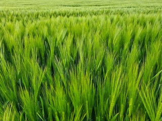 Corn Field in green