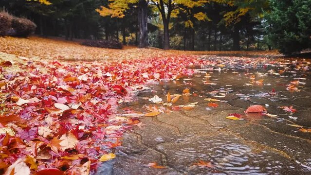 Beautiful autumn scenery with raindrops falling on red maple leaves and yellow leaves piled up on the roadside in the forest of the park.
