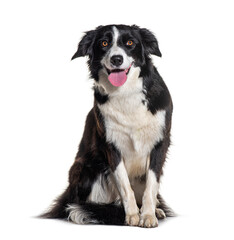 Panting Border collie sitting and looking at the camera, isolated on white