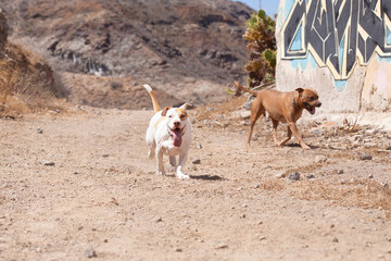 american pitbull staffordshire terrier 
