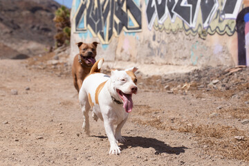 american pitbull staffordshire terrier 