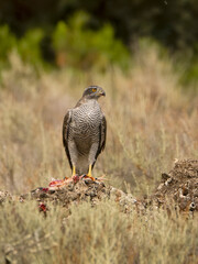 Eurasian or Northern goshawk, Accipiter gentilis