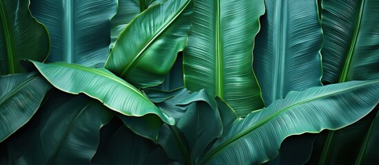 Close up image of a big leaf from a banana plant