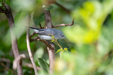A Blue-Gray Gnatcatcher bird perched on a tree branch in summer Florida shrubs