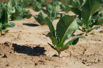 cabbage in the agricultural field
