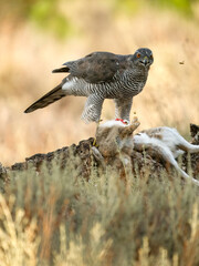 Eurasian or Northern goshawk, Accipiter gentilis
