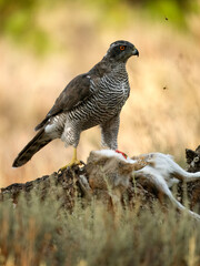 Eurasian or Northern goshawk, Accipiter gentilis