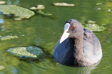 The Eurasian coot is floating on the water