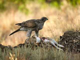 Eurasian or Northern goshawk, Accipiter gentilis