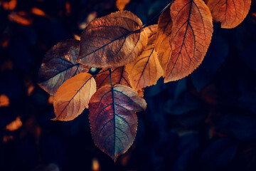 Autumn with multicolored tree leaves background. Branch with moody toned leaves © Mariusz Blach