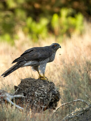 Eurasian or Northern goshawk, Accipiter gentilis