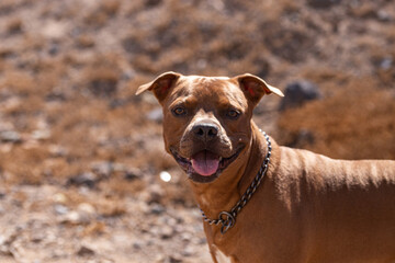 american pitbull staffordshire terrier 