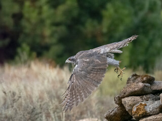 Eurasian or Northern goshawk, Accipiter gentilis