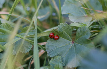 Red beetles on a leaf