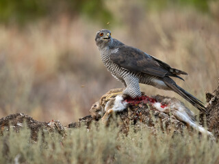 Eurasian or Northern goshawk, Accipiter gentilis