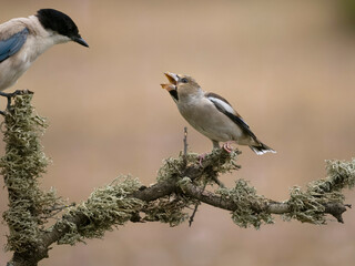 Hawfinch, Coccothraustes coccothraustes