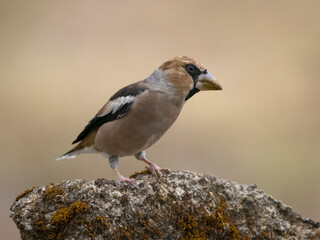 Fototapeta premium Hawfinch, Coccothraustes coccothraustes